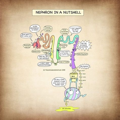 Renal Physiology, Medical School Humor, Anatomy Flashcards, Nursing Study Guide, Urinary System, Basic Anatomy And Physiology, Medical Laboratory Science, Medical Student Study, Nursing School Survival