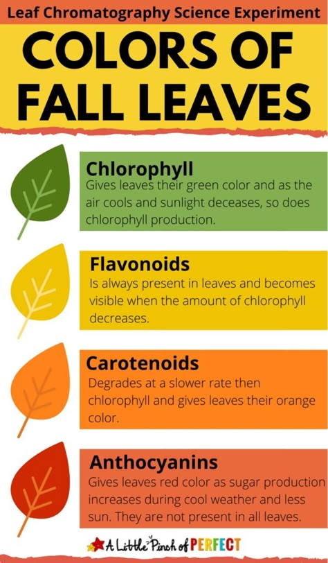 Why Do Leaves Change Color, Chromatography Experiment, Leaf Lessons, Chromatography For Kids, Laboratory Techniques, Experiment Science, Fall Science, Science Experiment For Kids, Experiment For Kids