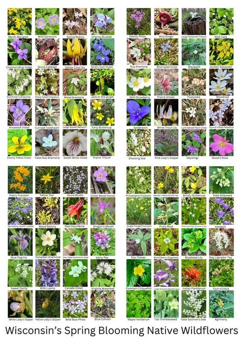 Native Plants of Wisconsin | Here is the digital poster of 80 spring blooming wildflowers native to Wisconsin | Facebook Native Plant Landscape, Plant Landscape, Spring Plants, Digital Poster, Native Plants, Wisconsin, Nativity, Wild Flowers, The Year