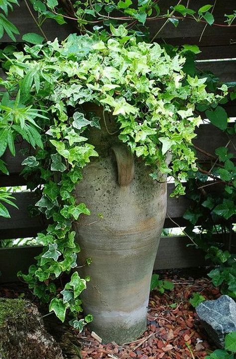 Ivy In Pots Container Gardening, Ivy In Containers, Ivy Landscaping Ideas, Ivy In Pots, Potted Ivy, Front Planters, Tall Pots, Variegated Ivy, Ivy Cottage