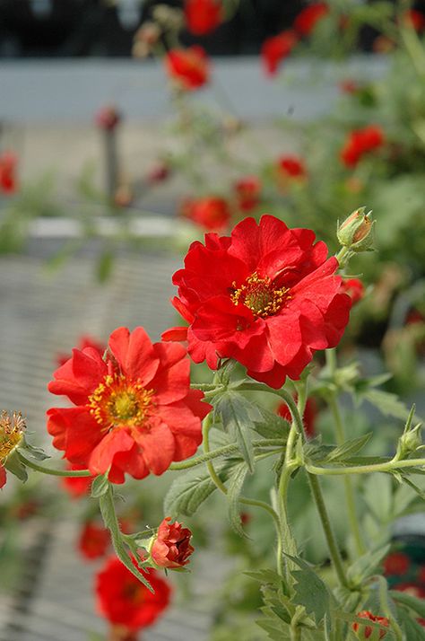 Red Flowers Garden, Eden Prairie Minnesota, Greenhouses For Sale, Scent Garden, Dutch Gardens, Balcony Flowers, Homestead Gardens, White And Blue Flowers, Flower Garden Design