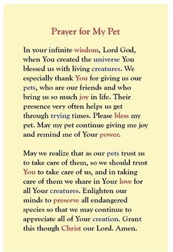 Prayer For My Dogs Health, Prayers For Pets, Prayers For Animals, Prayers For Pets Dogs, Prayers For Cats, Prayers For Animal Loss, St Francis Prayer For Sick Animals, Catholic Prayer For Protection, Saint Francis Prayer Animals