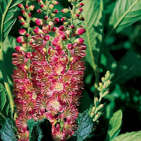 Clethra 'Ruby Spice' produces rosy blooms of delicious, sweet fragrance in late summer. The handsome green foliage ignites into flaming yellows in fall. Order your shrubs from Park Seed today! Summersweet Shrub, Clethra Alnifolia, Arrow Nursery, Sweet Fragrance, Foundation Planting, Plant Delivery, Garden Shrubs, Sandy Soil, House Plants Indoor