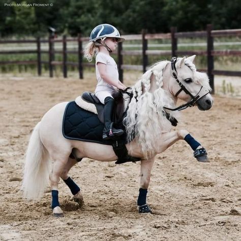 Shetty Pony, Luxury Horse Barns, Funny Horse Pictures, Mini Horses, Cute Horse Pictures, Miniature Horses, Horse Inspiration, Cute Ponies, Horse Videos