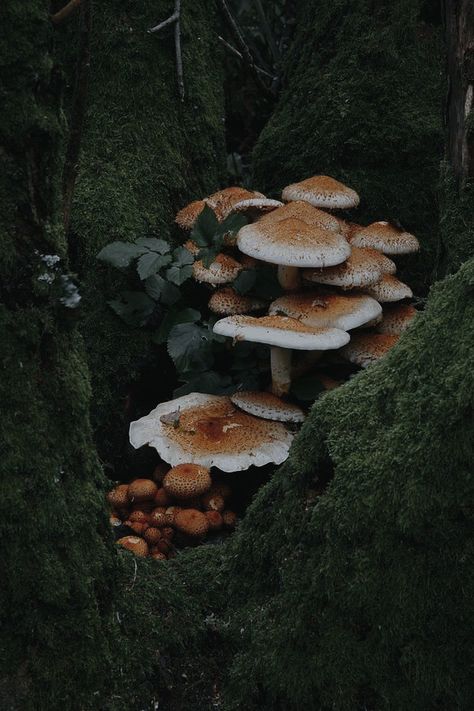 Cottagecore Pictures, Mushroom Background, Fae Aesthetic, Fungi Art, Dark Forest Aesthetic, Goblincore Aesthetic, Mushroom Wallpaper, Mushroom Pictures, Mushroom Fungi