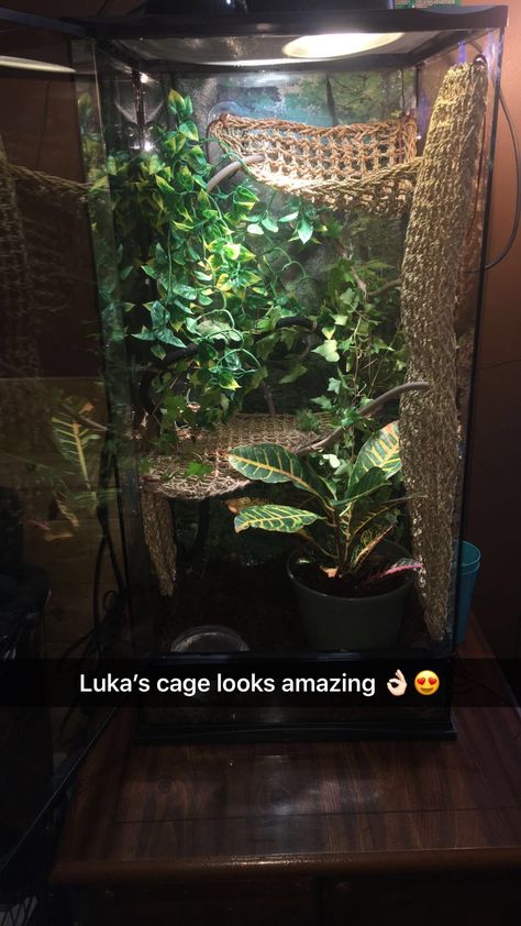 Chameleon Terrarium, Gecko Cage, Chameleon Enclosure, Chameleon Care, Chameleon Cage, Baby Chameleon, Jackson Chameleon, Snake Enclosure, Gecko Terrarium