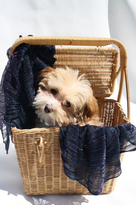 new puppy in a basket... Stella Puppy Easter Basket, Puppy In A Basket, Puppy In Shopping Cart, Puppy Toy Basket, Puppies In A Basket, Kittens In A Basket, Life Photography, New Puppy, Wicker Laundry Basket