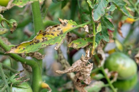 Tomato Blight, Tomato Disease, Watering Tomatoes, Tomato Pruning, Growing Tomatoes In Containers, Tomato Plant, Plant Problems, Tomato Cages, Crop Rotation