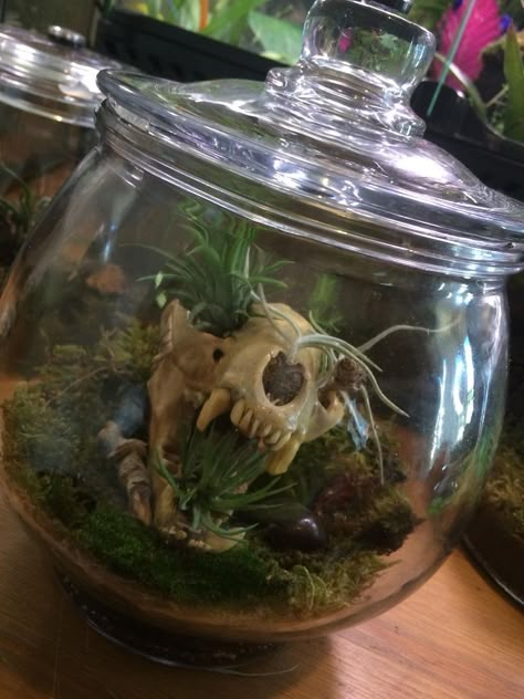 Skull Terrarium, Bone Crafts, Animal Skull, Terrarium Ideas, Vulture Culture, Bone Art, Goth Home Decor, Goth Home, Animal Bones