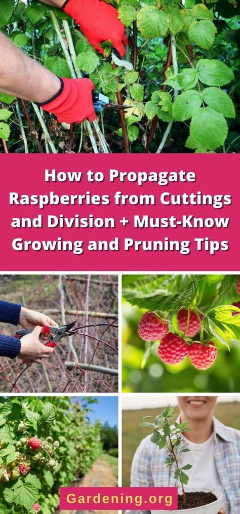 Allotments Ideas, Rasberry Bushes, Garden Raspberries, Plant Tricks, Pruning Raspberries, Plants From Cuttings, Raspberry Canes, Yellow Raspberries, Food Growing