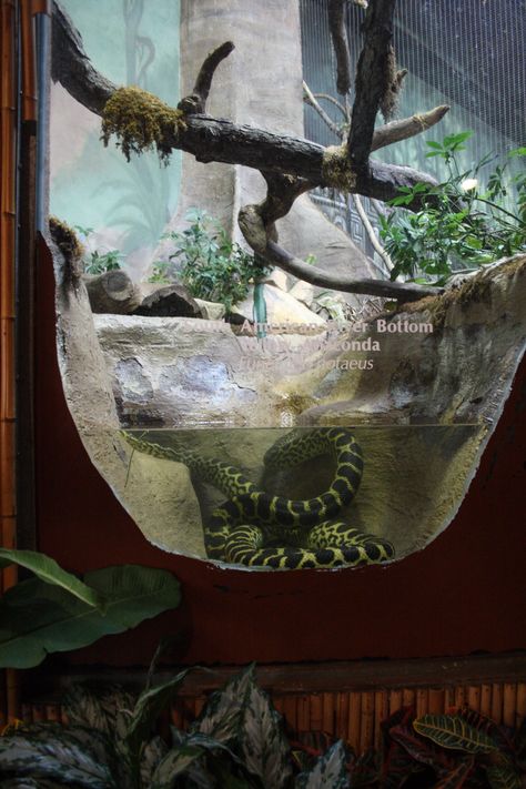 Chameleon Terrarium, Tarantula Enclosure, Snake Cages, Diy Reptile, Snake Terrarium, Reptile Zoo, Snake Enclosure, Public Aquarium, Zoo Architecture