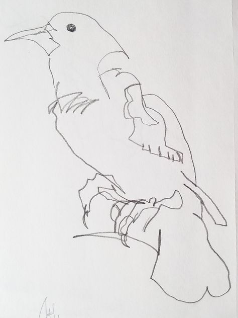 Modified Contour Drawing, Blind Contour Drawing Ideas, Cross Contour Line Drawing, Cross Contour, Red Winged Blackbird, Contour Drawings, Soul Knight, Pencil Drawing Inspiration, Fine Line Drawing