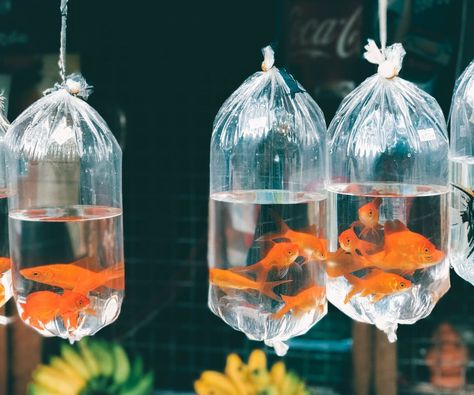 First Birthday Party Favor, Goldfish Tank, Orange Fish, Pet Fish, Self Storage, Fish Bowl, Tropical Fish, Birthday Party Favors, Goldfish