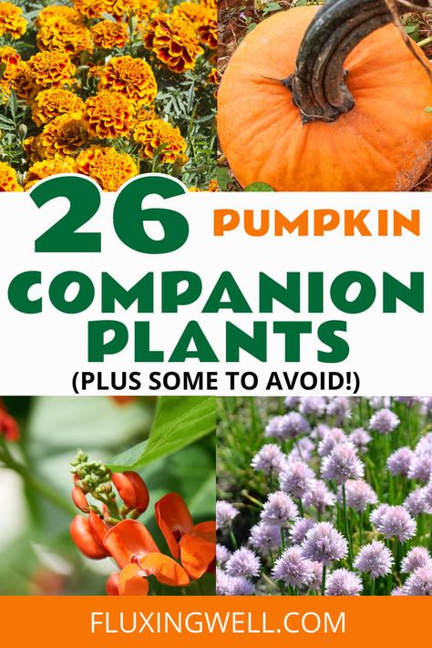 Learn how plant companions like pumpkins can thrive alongside the best companions to support healthy, vibrant growth. Dive into tips for planting and growing pumpkins. Explore the best companion plants to attract pollinators and deter pests. Plus, grab your FREE chart to simplify planning your garden. Pictured is a pumpkin plant and three other companion plants. Plant Companions, Planting Layout, Best Companion Plants, Companion Planting Guide, Companion Planting Chart, Garden Notebook, Companion Planting Vegetables, Rhubarb Plants, Companion Gardening