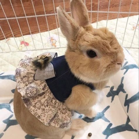 Bunny Outfits Pet, Pet Rabbit Clothes, Bunny Clothes, Bunny Outfits, Animal Clothes, Rabbit Halloween, Bunny Room, Bunny Fashion, Pet Bunny Rabbits