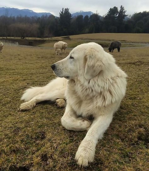 Gandalf the maremma Maremma Dog, Maremma Sheepdog, Sheep Dogs, New Year New You, Gandalf, Inspiration Board, Golden Retriever, Dog Breeds, Labrador Retriever