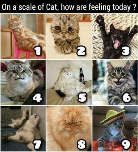 Which One Are You? We're 5 And 7 Always Memes Of The Day, Cat Quotes, Grumpy Cat, Silly Cats, Funny Animal Pictures, Animal Memes, Crazy Cats, Cat Memes, Animal Pictures