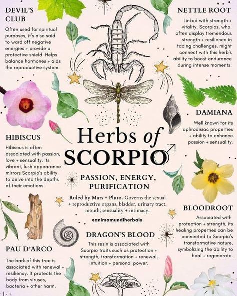 Herbs Of Scorpio, Herbs For Scorpio, Herbal Education, Medical Herbs, Most Paused Movie Scenes, Witch Spirituality, Magic Herbs, Magical Herbs, Natural Healing Remedies