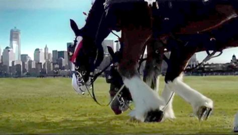 ST. LOUIS, MO (KTVI) -  An ad featuring the Budweiser Clydesdales aired only one time during the Super Bowl of 2002.  The horses pay tribute to the memory of the fallen of September 11th with an un... Clydesdale Horses Budweiser, Budweiser Commercial, Budweiser Clydesdales, Meaningful Things, Clydesdale Horses, Air One, Nyc Skyline, East River, Memorial Museum