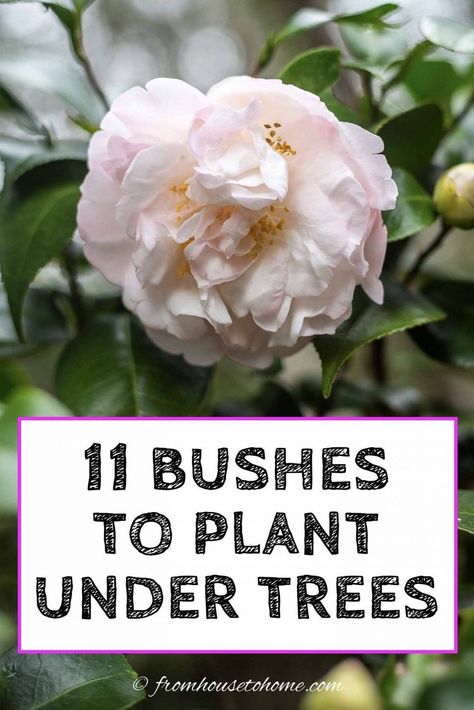 This list of bushes that thrive in the shade is AWESOME! So many beautiful flowers and they are all perennials that will look gorgeous in my garden design. #fromhousetohome #shrubs #gardenideas #shadegarden   #shadelovingshrubs #shadeplants Best Shrubs For Shade, Evergreens For Shade, Shade Loving Shrubs, Red Twig Dogwood, Plants Under Trees, Evergreen Bush, Arizona Gardening, Twig Dogwood, Shade Shrubs