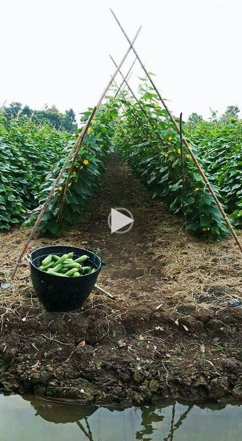 * pruning tomatoes pruning tomato seedlings pruning tomato plants pruning tomato plants how to pruning tools pruning tomatillo plants pruning tomato suckers pruning tomato tips pruning tomato eaves DIY Cucumber trellis DIY Cucumber trellis easy DIY Cucumber trellis raised bed DIY Cucumber trellis easy container DIY Cucumber face mask DIY Cucumber eye pads DIY Cucumber toner DIY Cucumber planter DIY Cucumber water plant supports wire trellis squash t..!! Pruning Tomatoes, Cucumber Garden, Toner Diy, Cucumber Toner, Tomatillo Plant, Squash Trellis, Tomato Suckers, Cucumber Trellis Diy, Pruning Tomato Plants