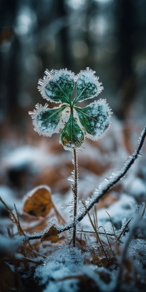 Ice Flower, Winter Wallpaper, Winter Scenery, Winter Wonder, Jolie Photo, Alam Yang Indah, Nature Images, Macro Photography, On The Ground