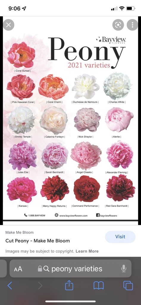 Peony Shirley Temple, Flowers Similar To Peonies, Alexander Fleming Peony, Types Of Peony Flowers, Shirley Temple Peony, Peony Flower Colors, Colors Of Peonies, Peony Colors Chart, Peniones Flowers