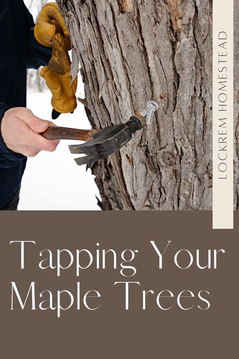 Hammering tap into tree with hammer Maple Tapping, Tapping Maple Trees, Homemade Maple Syrup, Backyard Trees, Maple Trees, Maple Tree, Right Time, Maple Syrup, Syrup