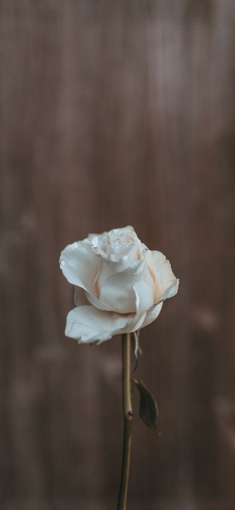 White Asthetics Wallpaper, White Roses Wallpaper, Wallpaper Iphone Roses, Iphone Wallpaper Yellow, Dance Wallpaper, Nature Iphone Wallpaper, Floral Wallpaper Iphone, Aesthetic Roses, Iphone Video