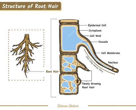 Premium Vector | Structure of root hair Root Structure Biology, Biology Aesthetic, Ideas Apuntes, Anaerobic Respiration, Biology Diagrams, Flower Structure, Root Structure, Biology Notes, Creature Artwork