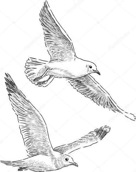 Flying Bird Drawing, Seagull Illustration, Seagull Tattoo, Sea Gulls, Landscape Art Painting, Bird Silhouette, Shorebirds, Ocean Painting, Bird Pictures