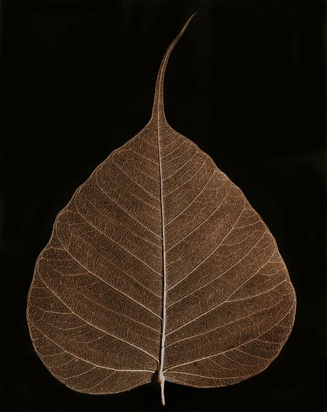 Bodhi Leaf Art, Bodhi Tree Leaf, Banyan Leaf, Dry Leaf Art, Bodhi Leaf, Zodiac Signs Symbols, Leaf Photography, Latest Model Blouse Designs, Bodhi Tree