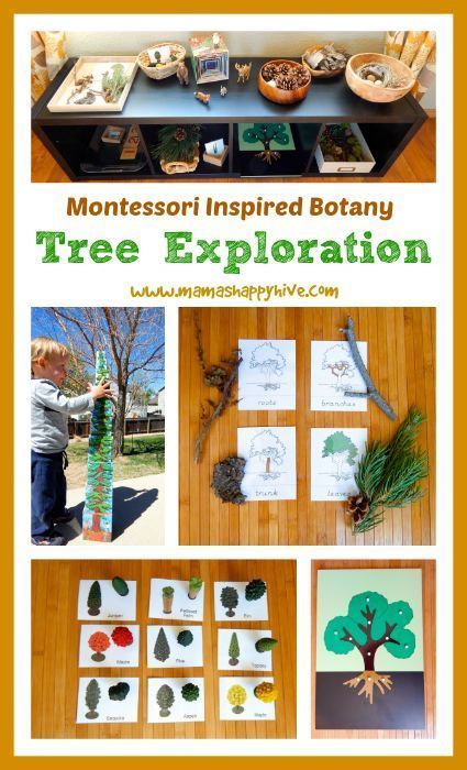 Montessori Tree Unit, Kindergarten Tree Unit, Preschool Parts Of A Tree, Tree Projects For School, Creative Curriculum Tree Study Activities, Trees Kindergarten Activities, Trees Unit Creative Curriculum, Tree Activities For Kindergarten, Tree Kindergarten Activities