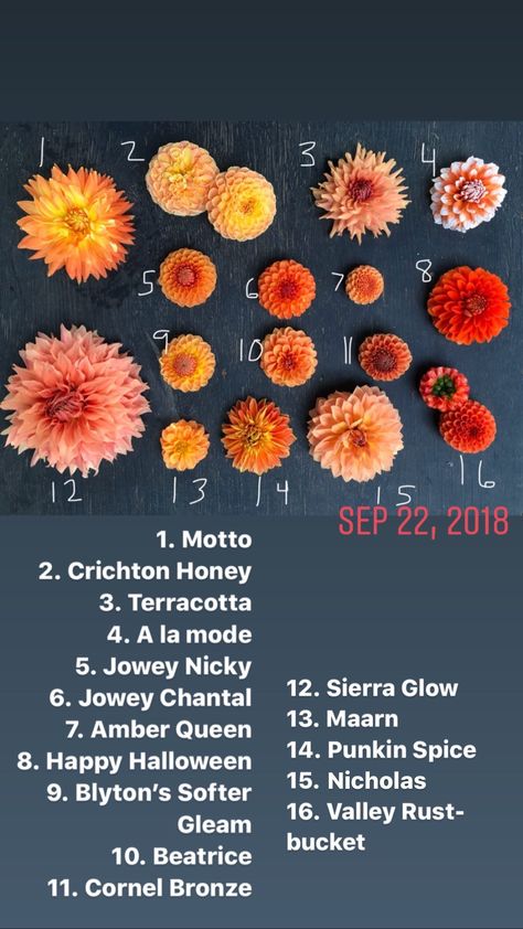 Shades of Orange - Triple Wren Farms Orange Dahlias, Types Of Oranges, Growing Dahlias, Flower Farmer, Powdery Mildew, Shades Of Orange, Orange Flowers, Wren, New Things