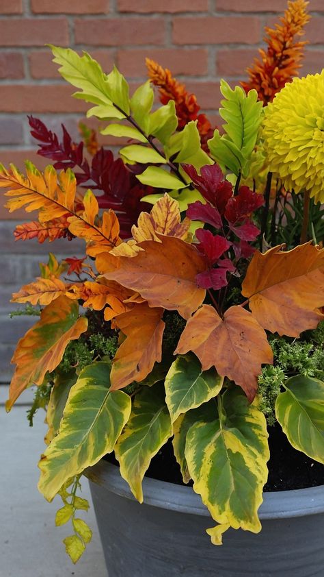 Discover creative fall garden ideas for your V e g e t a b l e s P a r t y W e d d i n g or outdoor A e s t h e t i c space Zone 7 planting ideas innovative V e g e t a b l e s z o n e 6 designs and Flag V e g e t a b l e s z o n e 9 tips await your green thumbs Refresh and elevate Zone 6 with these stylish gardening inspirations Fall Garden Ideas, Zone 7, Planting Ideas, Unique Fall, Fall Garden, Autumn Garden, Outdoor Ideas, Fall Foliage, Green Plants