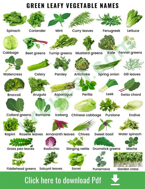 List of 45 Green Leafy Vegetables with Images Vegetables Names With Pictures, Basil Water, Fruits And Vegetables List, Name Of Vegetables, Vegetable Chart, Green Leafy Vegetables, Water Spinach, Vegetable Pictures, Leaf Vegetable