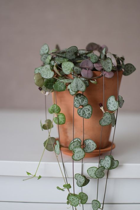 Ceropegia woodii or String of Hearts or Chain of Hearts, popular house plant in a terracota flower pot against brown wall on white table, Succulent Plant, Heart Plant, Hanging Plant, String Of Hearts, Strings Of Heart Plant, Heart Shaped Hoya Plant, Heart Of Strings Plant, Chain Of Hearts Plant, Ceropegia Woodii