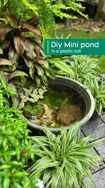 Diy Mini Pond, Tub Pond, Mini Pond, Diy Pond, Water Garden, Water, On Instagram, Instagram