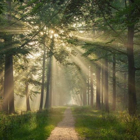 Rays of light - Rob Visser Photography Magical Pathways, Nature Photography Trees, Forest Photos, Pretty Landscapes, Beautiful Forest, Forest Photography, Beautiful Nature Wallpaper, Nature Aesthetic, Beautiful Tree