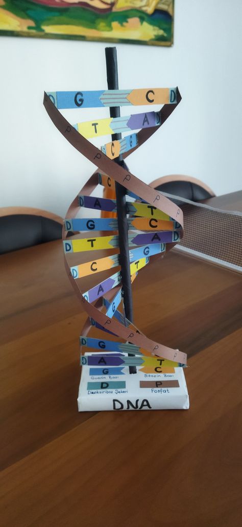 How To Make A Dna Model Project, Dna Double Helix Model Projects, Dna Models Projects, Dna Strand Project, Easy Dna Model Project, 3d Dna Structure Project, How To Make Dna Model, Dna Molecule Project, Dnk Model Diy