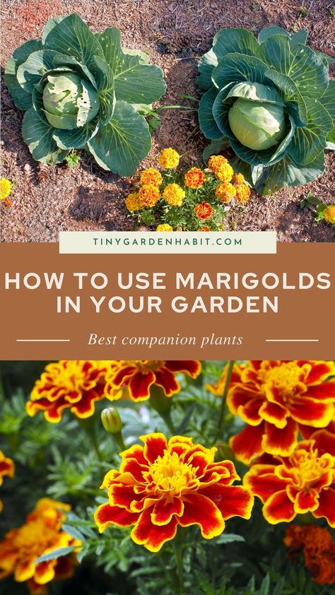 Learn all about companion planting and what vegetables work best with marigolds! 🌼 Find out how these gorgeous flowers can act as natural pest control, attract pollinators, and improve your soil. ✨🥕 #GardenHacks #MarigoldMagic Marigold Vegetable Garden, Marigold In Garden Pest Control, Marigold Companion Planting, Viking Garden, Marigolds In Garden, Rural Garden, Garden Setup, Herbs Growing, Planting Marigolds