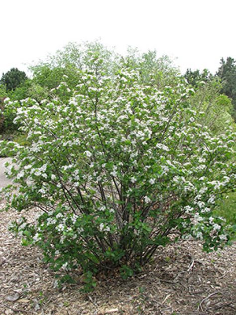 Upright form of 'Autumn Magic' black chokeberry - aronia melanocarpa Chokecherry Tree, Black Chokeberry, Aronia Melanocarpa, Trees For Front Yard, Apple Trees, Smart Garden, Autumn Magic, Healthy Apple, Self Watering Planter