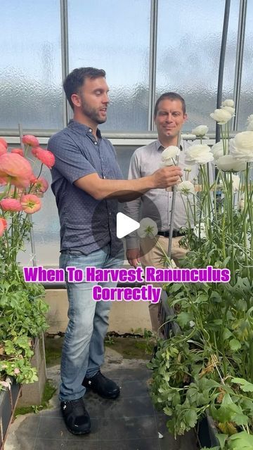 Daniel Schavey on Instagram: "When to Harvest Ranunculus Blooms Properly 👇  I used to think I would get longer base life if I harvested my ranunculus before it completely opened. I was wrong.  Alex at Biancheri say to wait until the blooms have fully Ripened or Developed in the center of the flower. Once a ranunculus is cut, it does not continue to develop.  For us to have the largest blooms, we must wait for the flowers to fully develop.  The general rule of thumb is that you want ranunculus to open and close 3 days before harvesting. Then make sure you harvest in the morning when the bloom is naturally still closed. Many growers in Italy begin ranunculus harvest very early in the day for this reason.  #letscolortheworld  #flowerfarm #ranunculus" Ranunculus Garden, Flower Growing, Rule Of Thumb, I Was Wrong, Flower Farm, Cut It, Ranunculus, The Flowers, In The Morning