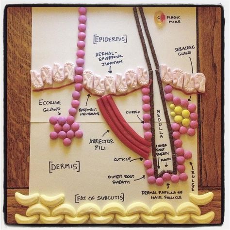 Skin Model Project Diy, Integumentary System Project, Human Body Science Projects, Learning Anatomy, Medical Projects, Skin Anatomy, Human Body Science, Human Body Activities, Esthetician School