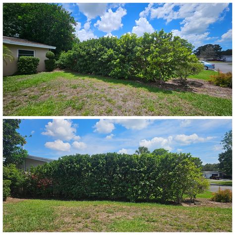 Tree Trimming, Hedge Trimming Largo FL June 2024, Before and After Photos #treeroadhouse #treeservice #hedgetrimming #treetrimming #treeservicelargofl 5h Hedge Trimming, Tree Service, Tree Trimming, June 2024, After Photos, Hedges, On Instagram, Instagram