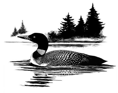 Loon. Loon Illustration, Loon Photo, Loon Tattoo, Minnesota Tattoo, Lake Tattoo, Common Loon, Parks Canada, Wood Burning Patterns, Herons