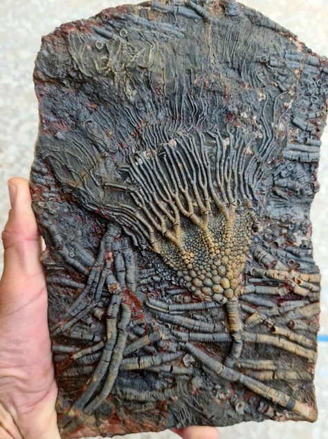 Crimeteo Mbakri Rugose Coral, Fossil Art, Desert Morocco, Crinoid Fossil, Rocks And Fossils, Prehistoric World, Trilobite Fossil, Fossilized Coral, Prehistoric Art