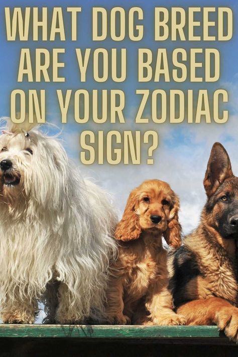 Have you ever thought about how your astrological traits might match a particular dog breed? Let’s explore the zodiac to discover which dog breed you would be based on your Zodaic Sign. #dogs #dogbreed
#astrology #Zodiacsigns #zodiac #starsigns Dog Zodiac, What Dogs, Zodiac City, Based On Your Zodiac Sign, Leo Zodiac, Astrology Signs, Dog Breed, Star Signs, Zodiac Sign