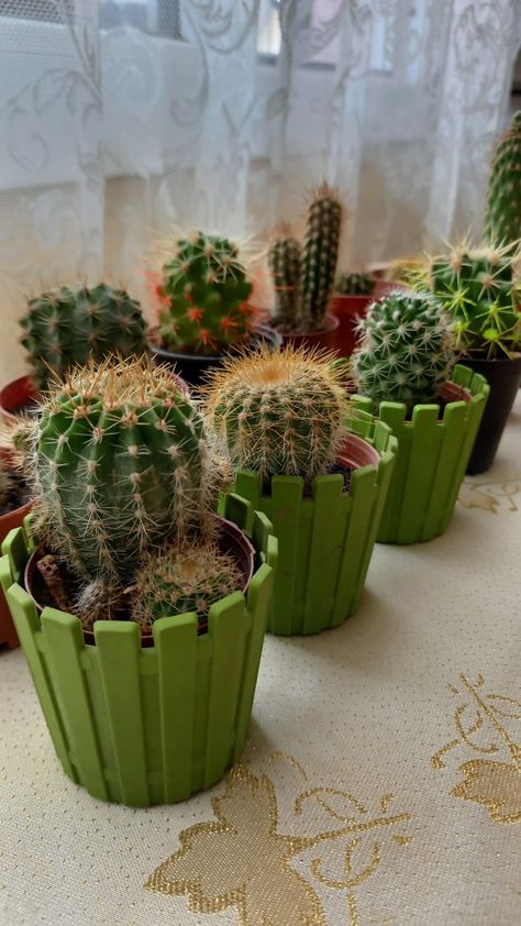 Kaktus Aesthetic, Mini Cactus Plants, Small Cactus Plants, Simple Dance, نباتات منزلية, Motorcycle Aesthetic, Mini Cactus, Small Cactus, Bookmark Craft