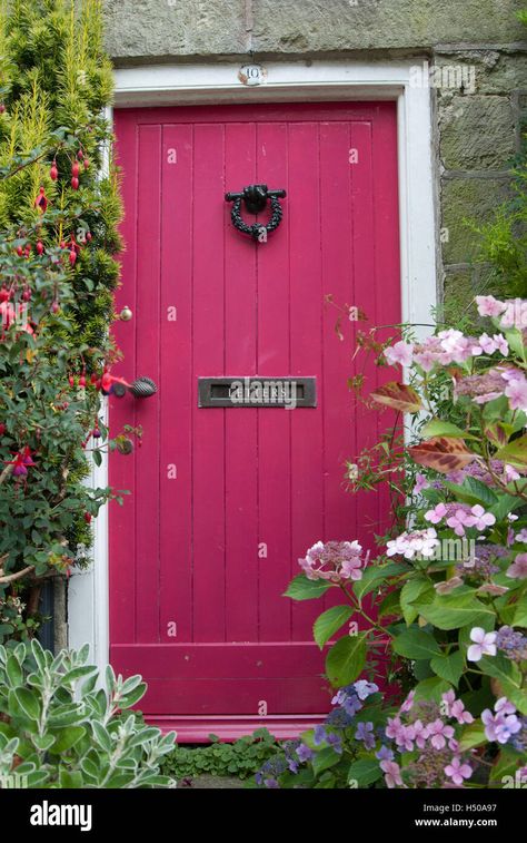 Download this stock image: Magenta painted wooden cottage front door - H50A97 from Alamy's library of millions of high resolution stock photos, illustrations and vectors. Magenta Door, Cottage Front Door, Cottage Front Doors, Pink Front Door, Wooden Cottage, Painted Cottage, Slate Roof, Front Door Colors, Door Color